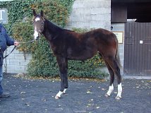 Lot no. 784 at Goffs November Foal Sale 2013