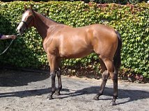 Lot no. 76 at Tattersalls Fairyhouse Yearling Sale 2014
