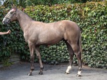 Lot no. 103 at Goffs Orby Yearling Sale 2018