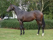 Lot no. 266 at Goffs Orby Yearling Sale 2021