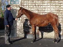 Lot no. 215 at Goffs November Foal Sale 2025