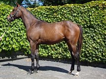 Lot no. 56 at Goffs Orby Yearling Sale 2014
