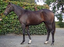 Lot no. 52 at Goffs Orby Yearling Sale 2019