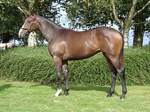 Lot no. 242 at Goffs Orby Yearling Sale 2022