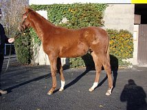 Lot no. 570 at Goffs November Foal Sale 2013