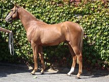 Lot no. 85 at Tattersalls Fairyhouse Yearling Sale 2014