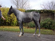 Lot no. 572 at Goffs November Foal Sale 2012