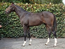 Lot no. 117 at Goffs Orby Yearling Sale 2018