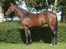 Lot no. 139 at Tattersalls Newmarket October Yearling Sale 2023 Book 1