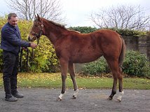 Lot no. 574 at Goffs November Foal Sale 2012