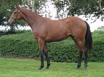 Lot no. 435 at Goffs Orby Yearling Sale 2020 in Doncaster