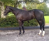 Lot no. 412 at Goffs Orby Yearling Sale 2025 Book 1
