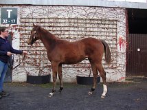 Lot no. 433 at Goffs November Foal Sale 2021