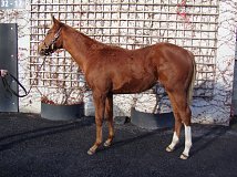 Lot no. 111 at Goffs November Foal Sale 2022