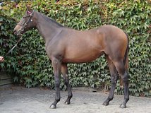 Lot no. 126 at Goffs Orby Yearling Sale 2018