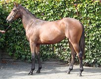 Lot no. 665 at Tattersalls Newmarket Yearling Sale 2019 Part 2