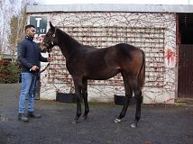 Lot no. 434 at Goffs November Foal Sale 2021