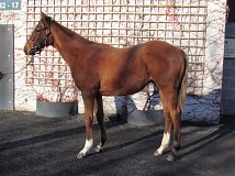Lot no. 399 at Goffs November Foal Sale 2022