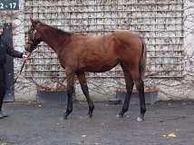 Lot no. 316 at Goffs November Foal Sale 2023