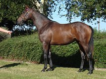 Lot no. 6 at Goffs Orby Yearling Sale 2024 Book 1