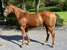 Lot no. 255 at Tattersalls Fairyhouse Yearling Sale 2025 Part 1