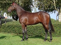 Lot no. 687 at Goffs Orby Yearling Sale 2023 Book 2