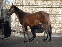 Lot no. 749 at Goffs November Foal Sale 2025