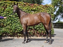 Lot no. 97 at Goffs Orby Yearling Sale 2014