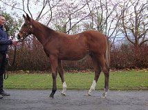 Lot no. 346 at Goffs November Foal Sale 2012