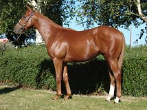 Lot no. 22 at Goffs Orby Yearling Sale 2024 Book 1