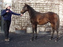 Lot no. 986 at Goffs November Foal Sale 2025