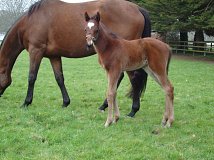 Lot no. 347 at Goffs November Foal Sale 2012