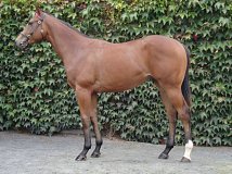 Lot no. 146 at Goffs Orby Yearling Sale 2018
