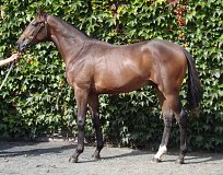 Lot no. 86 at Goffs Orby Yearling Sale 2019