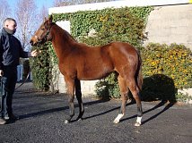 Lot no. 339 at Goffs November Foal Sale 2013