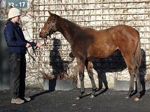 Lot no. 254 at Goffs November Foal Sale 2025