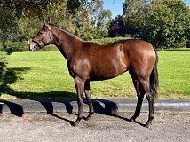 Lot no. 803 at Goffs Orby Yearling Sale 2026 Book 2