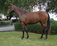 Lot no. 319 at Goffs Orby Yearling Sale 2021