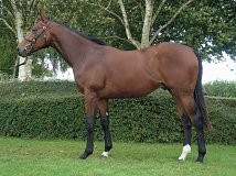 Lot no. 187 at Goffs Orby Yearling Sale 2023 Book 1