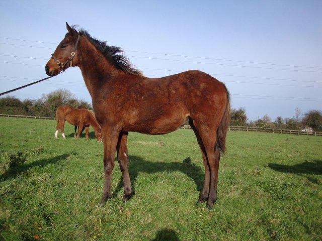 Achird third in Czech 1000 Guineas at Prague on 12th June 2020