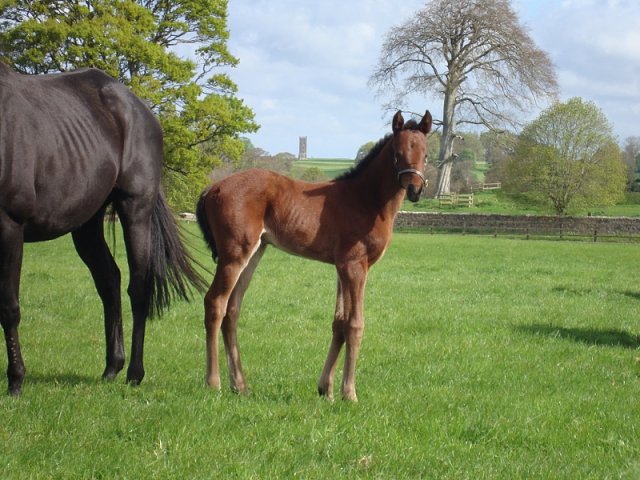Achird third in Czech 1000 Guineas at Prague on 12th June 2020