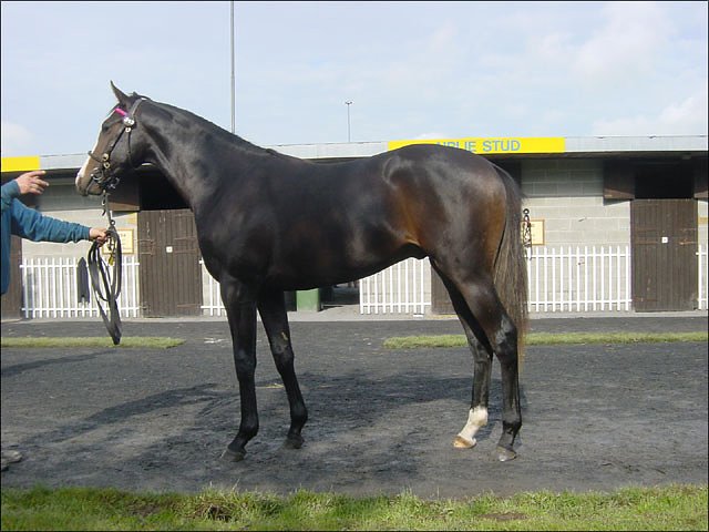 Admirable Duque third at Wolverhampton