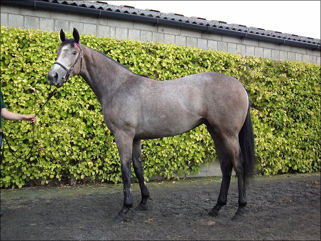 Al Jemailiya second at Chester