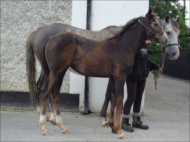 Albaspina wins on her racecourse debut