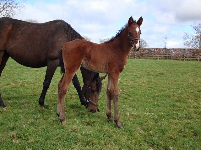 All For The Best second at Pontefract