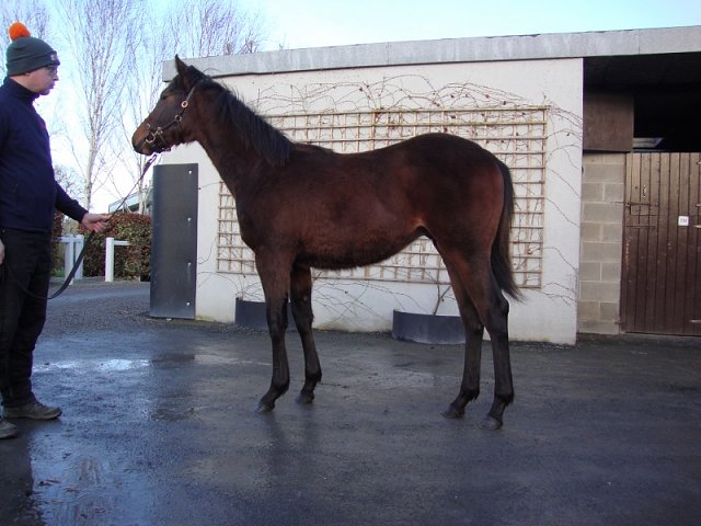 All In The Mind second at Thurles on 7th October 2021