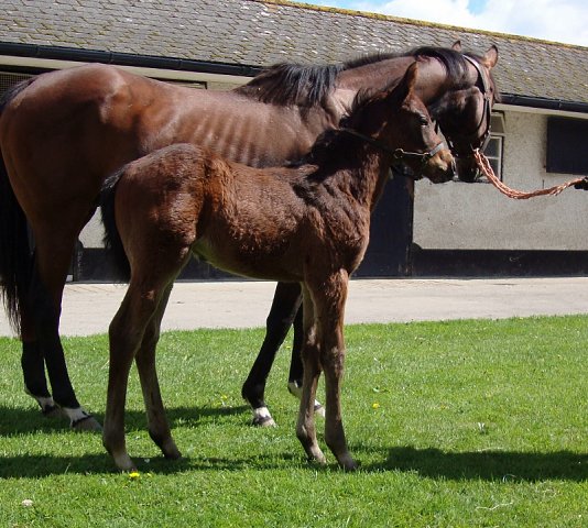 All In The Mind second at Thurles on 7th October 2021