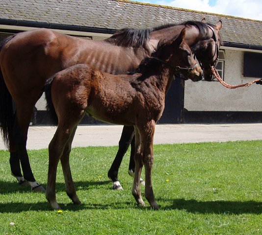 All In The Mind second at Canterbury on 10th June 2024