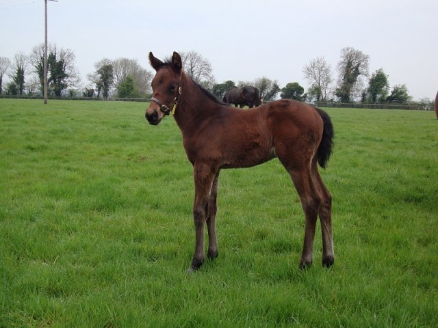 All In The Mind second at Thurles on 7th October 2021
