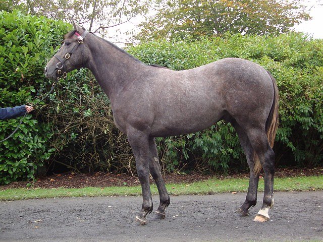 All Set To Go second at Newmarket on 17th May 2019